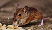 24 Hour & Emergency Exterminators in Murfreesbr, TN